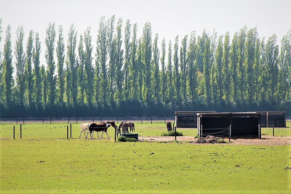 vendeville chevaux