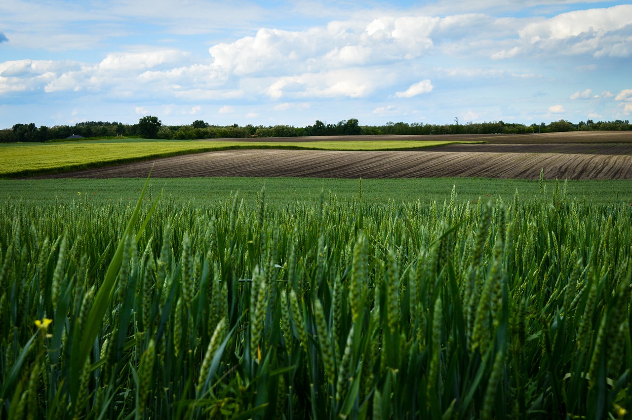 paysage vendeville